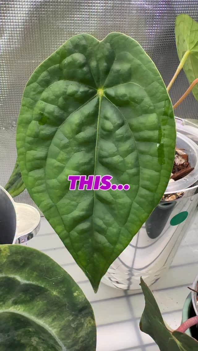 Rooted in soil, reaching for the light 🌱
Plants remind us that the world thrives on balance, patience, and coexistence.
Plants also taught us, sometimes it is okay not to be perfect. It’s only natural.
Happy Friday everyone 💚💚
#PlantsForPeace #NatureConnectsUs #plantsmakepeoplehappy #plantcommunity #plantlife #anthuriumaddict #anthuriumsofinstagram #lifegoals