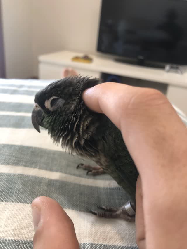 Just sharing a message from a young guy who picked up his Par Blue Green Cheek Conure late last year :)
Hey Beaks & Feathers Aviaries Australia,
Just thought I’d give you a quick update on how my little girl is going ( Cassy ) is what I named her.
She is doing amazing,
She gets along well with everyone, letting them scratch her head, snuggles in their hair and in their hands. She’s very attentive and lively, which is awesome to see as she seems happy in her environment. She spends time out of the cage every day, mostly with me, so she gets lots of exercise and playtime, as well as mental stimulation through trick training and foraging toys.
She’s been absolutely amazing, and I’m always making sure she’s happy. I attached some photos for you to see her.
https://www.beaksandfeathersaviaries.com/green-cheek-conure
#handraisedbabygreencheekconures #greencheekconures #greencheekconuresaustralia