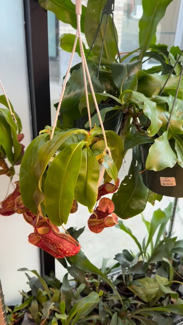 Happy Friday! We have brought in some amazing plant beauties for you all. Come on by to get your new plant 🪴
#booshnursery #plantlover #indoorjungle #seattle #plantshop #plants #houseplant #restock #smallbuisness #plantnursery