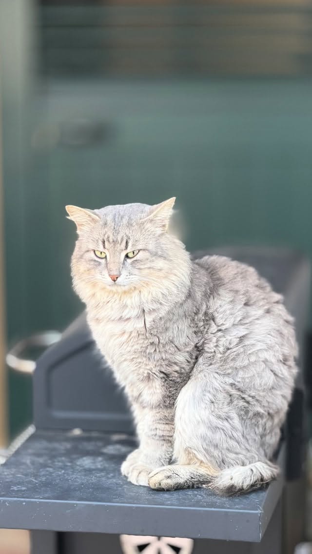 Transkater Enna
Die Katzenbande Vll