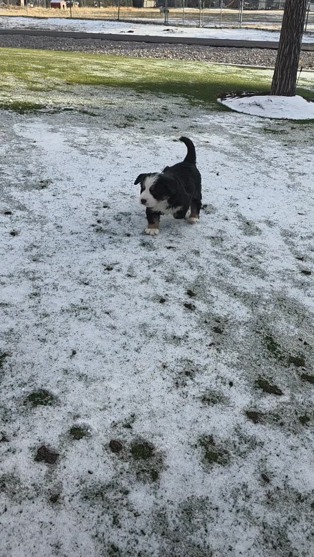 The puppies first time seeing snow, they loved it!
#bernesepuppy #bernesemountaindog #berner #puppygram #puppylove