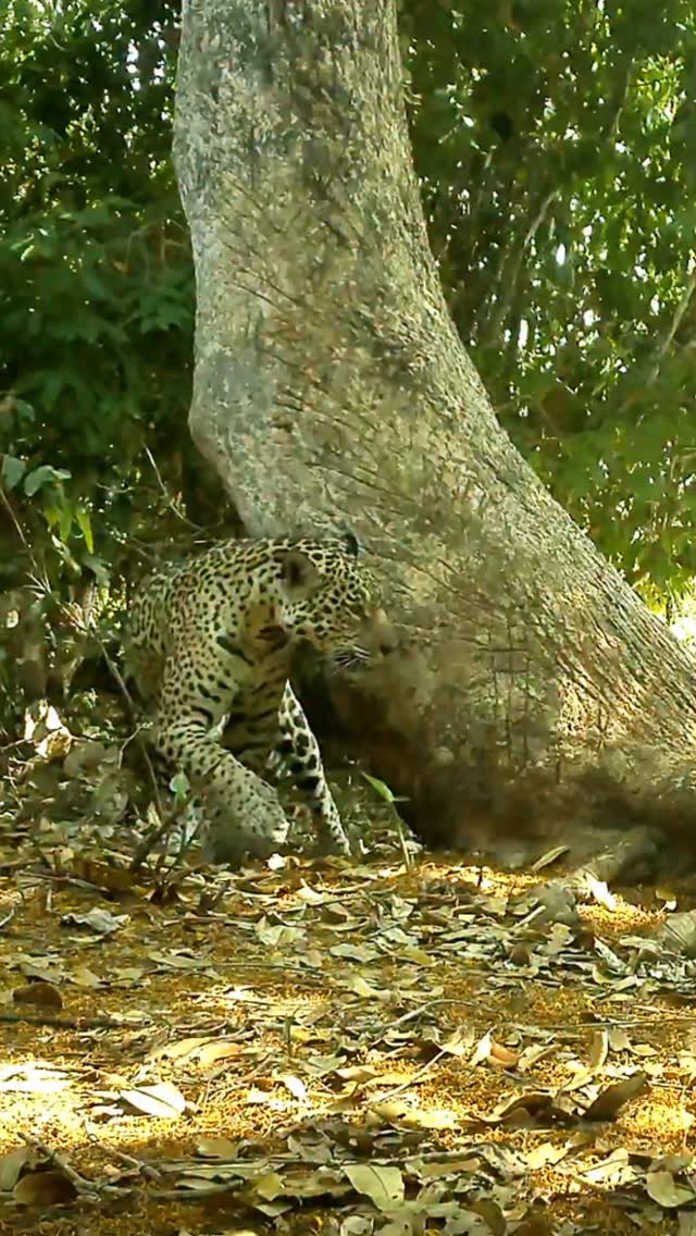 Medrosa at the scratch post—a matriarch whose legacy is woven through generations of the Pantanal. Documented across nearly a decade, she has shaped one of the most extensive jaguar family lines in the region. From her movements to her offspring, Medrosa has helped define what long-term monitoring can reveal about survival, territory, and the hidden lives of jaguars.
This is what legacy looks like in the wild.
#jaguar #pantanal #wildlife