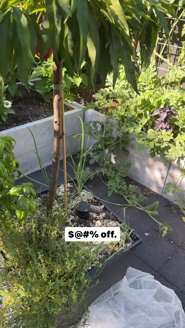 I know they are a pollinator too but I’m done. The bumble bees are. It fazed by them but the bees are. Leave me garden in peace please.