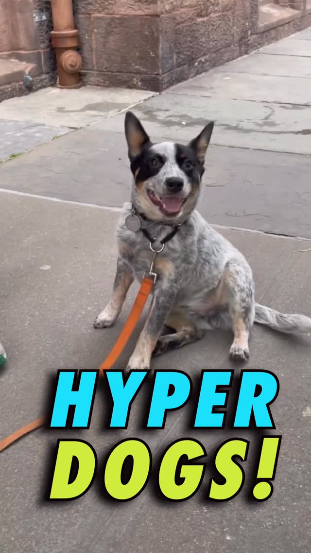 For training in LA or NY hit us up👆Dogs need to be trained W/ pressure & standards. what do I mean? PRESSURE- as in purposeful challenges. Our INTENTIONAL PRESSURE IS WHAT PREPARES DOGS FOR THE INHERENT, UNAVOIDABLE PRESSURE THE ENVIRONMENT PUTS ON THEM . The same way we send kids to school & it gets more challenging as they grow up. We are trying to prepare them for a real world that is full of excitement , difficulties, challenges- PRESSURE. If we don’t prepare them for the inherent pressures of life, these experiences overwhelm & throw them off. We raise kids to be strong, confident & compotent individuals. Same W/ dogs. The process is 1- Teach them commands & skills in a fair way so they understand what we are asking them to do. 2- Then challenging them to do these things not only when it’s comfortable, but when it’s difficult. If the intentional pressure we place on dogs (skills we are asking them to do) is not equal to or greater than the inherent pressure the environment puts on them- they fold under it. And by raising our standards as we go and rewarding them for a job well done.- their abilities & self esteem rises. This is the difference between compotent & incompetent parenting for both kids & dogs.
Tools - Starmark plastic prong collar, 30 foot training lead, owners who do their homework, awesome f**kin dog.
#dogs #dogtraining #dogmom #dogdad