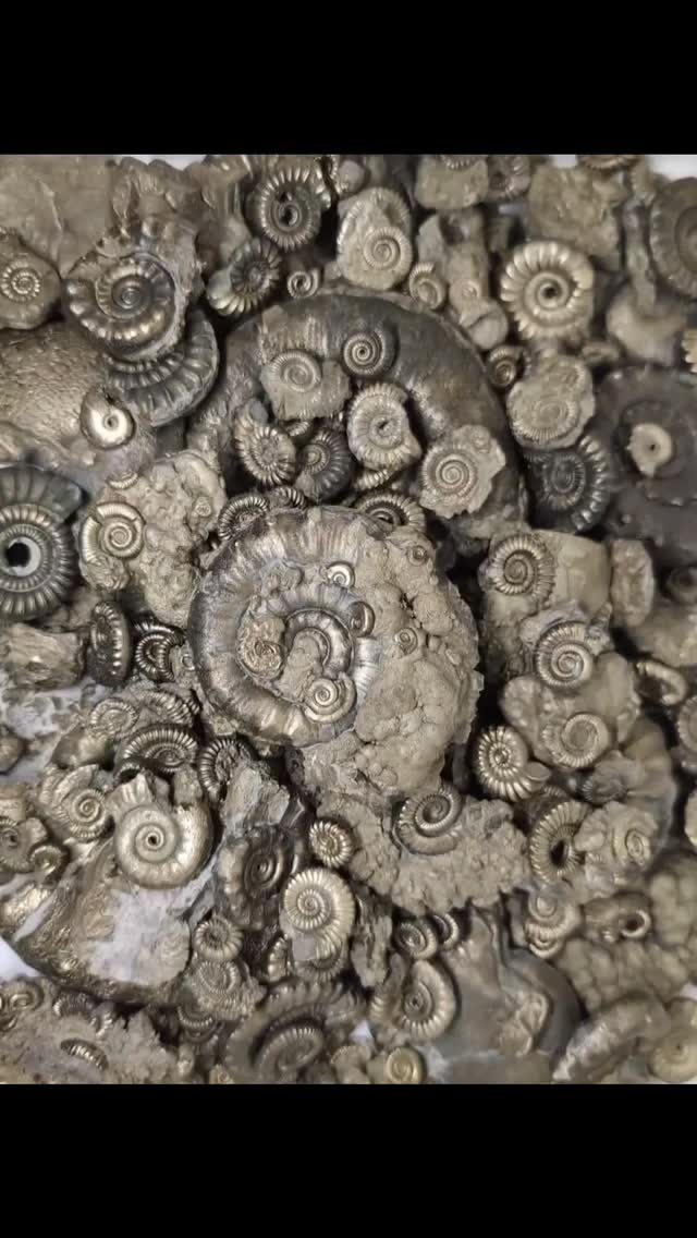Pyrite ammonites are quite often a first find for many visiting Charmouth beach.
Washed from the fossil rich shales that makes up a good proportion of the cliffs here.
They were certainly what made me interested in fossil hunting as a child :)
Although I've moved on to bigger rocks now, I still collect a few on a beach walk, each bringing a little moment of joy.
The beach can be quite fickle with these ammonites, each tide changes the beach. In turn some days they can be everywhere and other days nowhere to be seen, buried by the shifting sands. But if they are not collected they will wear away to nothing in the energetic beach system.
I've just updated my Etsy site with around 200 of these beautiful ammonites that I've collected over the past winter months :)
Link in bio
#ammonite #ironpyrite #fossil #charmouth #foolsgold