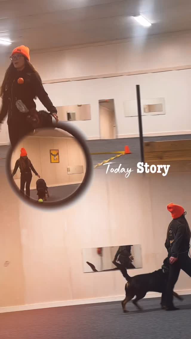 The snow outside means more training indoors. And we really need that 😃
I took the opportunity to rent the dog training hall in Älvkarleby twice this week. During the first session, we trained together with Eva and Luna, and Ecco’s focus at the beginning was mostly on them 🙃
That’s one of our bigger challenges in training, maintaining focus regardless of distractions. Ecco wants to go say hello to Eva and would happily play with Luna. We work a lot on self-control, and we’ve definitely made progress, even if we’re not quite there yet. Step by step, and paw by paw 🐾
The second session was yesterday, and what a difference. His focus was almost at the top, except for two quick sniffs on the floor. Considering where we’ve been, with sniffing “everywhere”, I’m incredibly proud of Ecco yesterday ❣️
Heelwork is starting to come back, and the other exercises are solid, apart from fine-tuning some details. The speed out to the box and around the cones is still a bit slow, which isn’t all that surprising since the distances are short when trying to accelerate a 42-kilo Rottie 😅
We also managed to fit in some STSK9 MVP training. We’re resetting there now and shifting up a gear.
It really feels like a lot will fall into place over the year 🌟🙌🏼💖🐾
#dogtraining #rottweiler #rottweilersofinstagram #stsk9