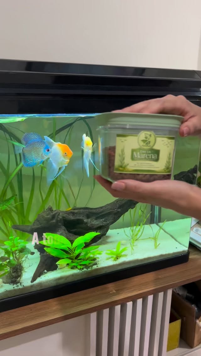 La manera correcta de alimentar a los peces es esta! De qué manera alimentas a tus peces? #acuarios #peces #animales #pecestropicales #mascotas