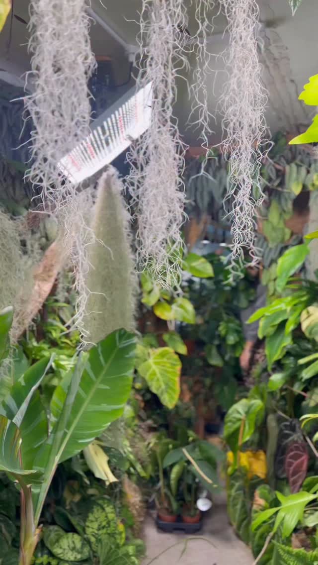 Some people watch cups.
I watch roots.
New stock has landed and the jungle is full again. Fresh arrivals, proper growers, the kind you don’t see everywhere.
And on top of that… just over 4 weeks until my book is finally out in the world. Years of blood, love, mistakes, learning and growth between those pages.
You can still preorder it now.
It’s currently under £20 on Amazon, which still feels wild to say.
Slow growth. Deep roots.
We’re just getting started.
One love, tiny phone people. ❤️🙌🪴