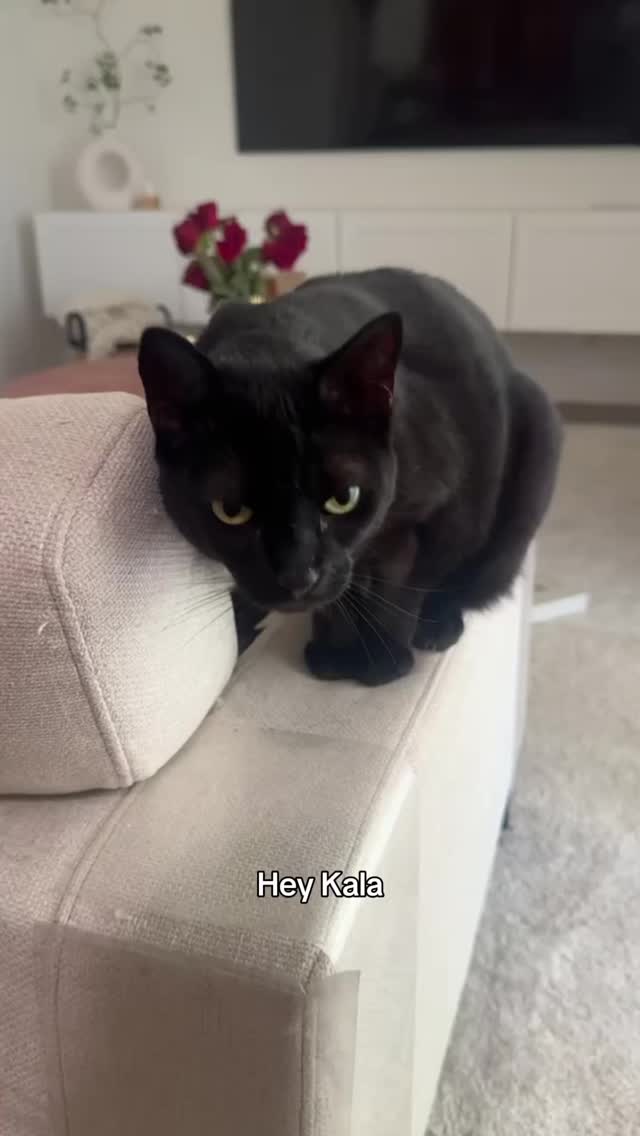 Told my cat a joke.
They werenât impressed⊠until the Inaba came out đ
Whatâs your catâs favourite Churu treat? đđ
#Churu #InabaChuru #CatHumour #CatParents