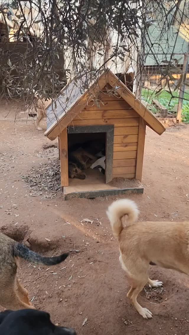 Whiskey and Chiara snuggled up, enjoying a peaceful snooze in the busy enclosure ❤️