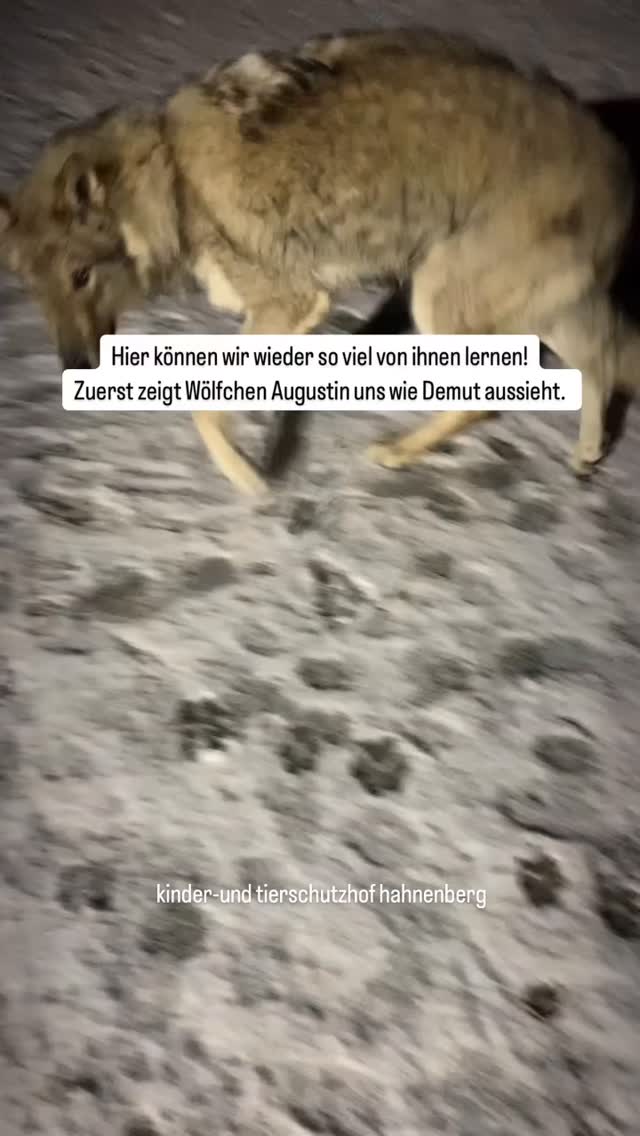 #mithundensprechen #hundeliebe
Demut ist keine Angst! Es ist so wichtig, dass Hunde anderen Hunden und auch Menschen gegenüber DEMUT zeigen dürfen und Mensch das auch lernt anzunehmen und wertzuschätzen Ohne es unangenehm zu finden oder gar Mitleid zu empfinden oder auch zu schnell streichelt und selbst beschwichtigt.Das! ist ein wichtiges Signal, das Positionen schnell klärt oder ausspricht, Vertrauen schafft und so vieles mehr...