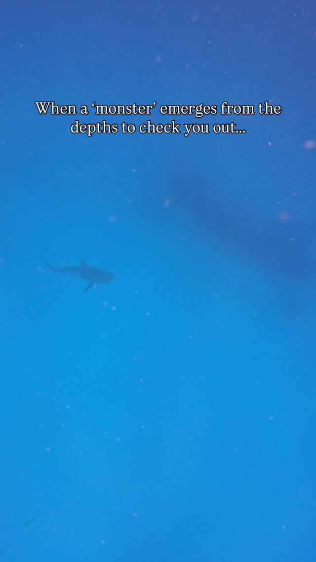 One of my most beautiful encounters ever. 😍
Absolutely itching for the next chance to jump in the water with one of these beauties!
One of the best parts of my job is taking other people diving with sharks and helping shift their perspective. Because I too was scared of them. It wasn’t until I started learning about them, and improving as a diver, that my fear turned to respect. Then respect turned to awe.