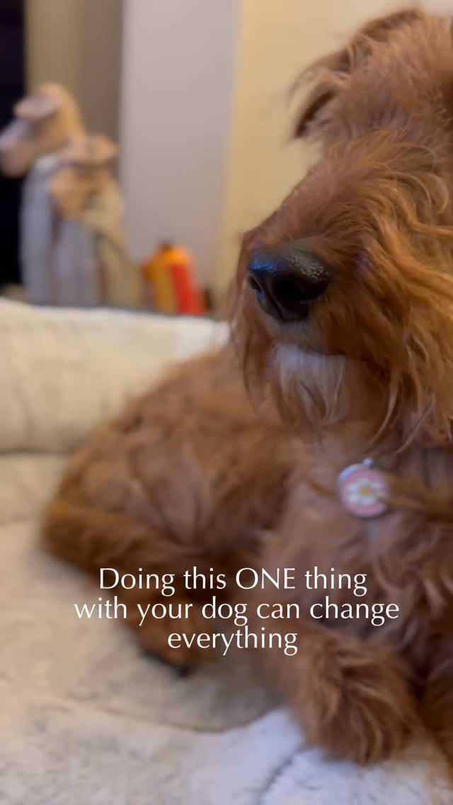 What if I told you that MORE exercise isn’t always the best option for your dog?
In our view as physiotherapists, rest days are where real progress happens.
When your dog is exercising, it can create stress on the muscles and joints, it is during rest that their bodies repair and adapt.
Skipping rest days can increase the risk of:
🐾 Muscle Strain
🐾 Joint Inflammation
🐾 Long-term Pain
🐾 Overuse Injuries
🐾 Expensive Vet Bills!!
Some of the most common problems we see in physio can be prevented with appropriate rest.
And rest doesn’t just mean doing nothing. It is intentional recovery; gentle movements, enrichment and down time for dogs to stay active for life!
If your dog is stiff, slowing down or doing a lot of activity, they may need a better recovery plan.
🐕 Message us today to book an assessment
🐕 Share this to friends who’s dogs may benefit