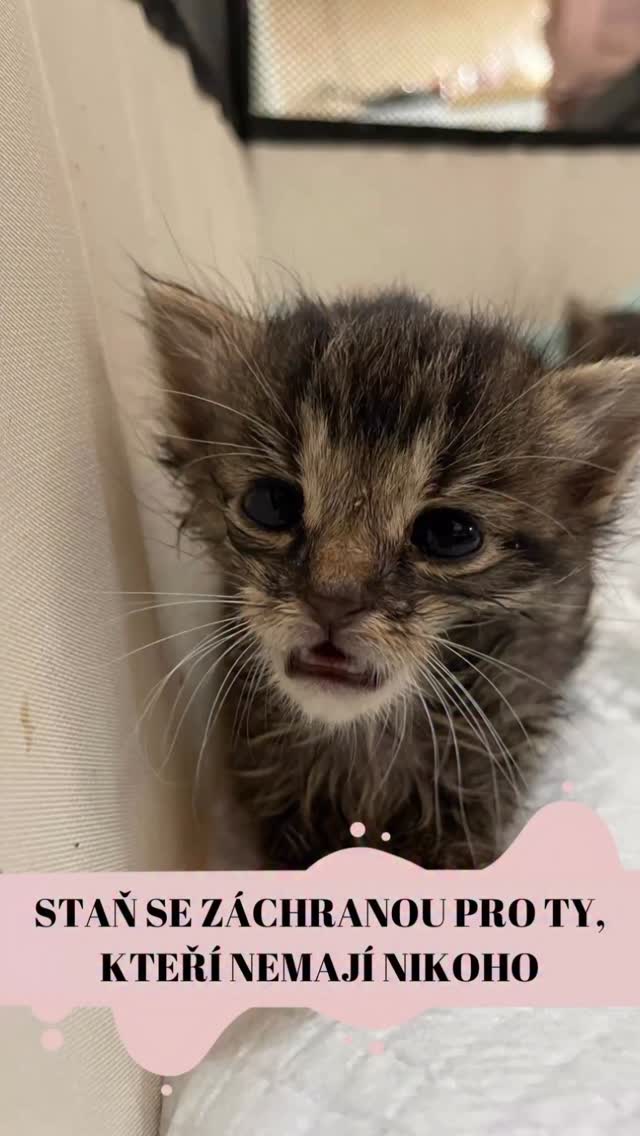 Milí přátelé, bohužel se na vás musíme hned z kraje roku obrátit S PROSBOU O POMOC 🙏🏼. Kalendář sice ukazuje nový rok, ale pro nás se nic nezměnilo. Ocitli jsme se ve fázi, kdy už se dál opravdu nedá jet „na výpary“. Jsme unavení. Jsme zoufalí. A hlavně – jsme úplně bez peněz a s batohem starých dluhů na zádech. 💸📉
Číslo sbírkového účtu: 𝟏𝟎𝟎𝟎𝟗𝟎𝟎𝟎𝟕𝟎/𝟓𝟓𝟎𝟎 💰
Tento leden… to není nový začátek. To je boj o přežití. ❄️ Zatímco svět si dává novoroční předsevzetí, my řešíme staré resty. Táhneme si s sebou obrovské dluhy z loňska, které nás stahují ke dnu. Každý den přichází další a další prosby o pomoc. Lidé nacházejí kočky v mrazech – podchlazené, s omrzlinami, nemocné, schoulené u kanálů v marné snaze najít teplo. 🌨️
A my? My jsme na pokraji sil. Zima a po-vánoční čas možná vypadají klidně… ale ve světě koček znamenají jediné: boj s chladem a lidskou lhostejností. A tak nám každý den někdo volá. Píše. Prosí. Někdy i vyhrožuje. Protože „když jste útulek, tak se starejte“. Jenže... z čeho? 🥺
Přesto každému z nich chceme dát šanci. Jenže čím dál častěji sedíme nad prázdnou pokladnou, v ruce loňské nezaplacené faktury a ptáme se:
👉 Zaplatíme raději veterinu, abychom smazali starý dluh?
👉 Nebo nakoupíme aspoň nějaké granule, aby neměli hlad?
👉 Máme zaplatit topení, aby tu nezmrzli?
👉Nebo léky?
Účty za veteriny se hromadí. Leží neotevřené, protože víme, že je stejně nemáme z čeho zaplatit. 💸 Děláme všechno, co je v našich silách, ale začínáme ztrácet půdu pod nohama. Ten batoh z minulého roku je už příliš těžký. 🎒😓
Když vás žádáme o pomoc, dostaneme spoustu lajků ❤️. Spoustu slov podpory 🙏. Ale skutečná pomoc – ta, která nám umožní splatit staré dluhy a dál zachraňovat – přichází jen od hrstky lidí. A to nestačí. Už dlouho ne.
Chceme kočičkám dát šanci i v tomto roce. Na život, který nikdy neměly. MOC PROSÍME 🙏🏻❤️. Pomůžete nám ten start do nového roku zvládnout a nenechat nás padnout pod tíhou dluhů?
Tým Šklíby 💜🐾