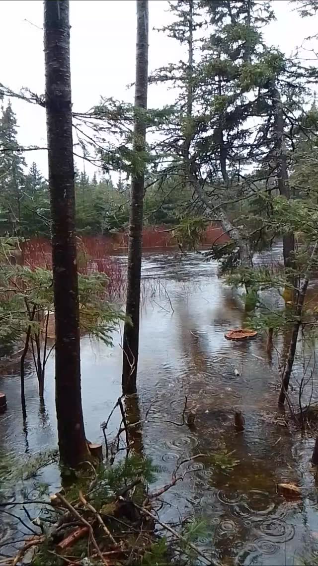 Eager spring interrupting winter! 🩵🙏