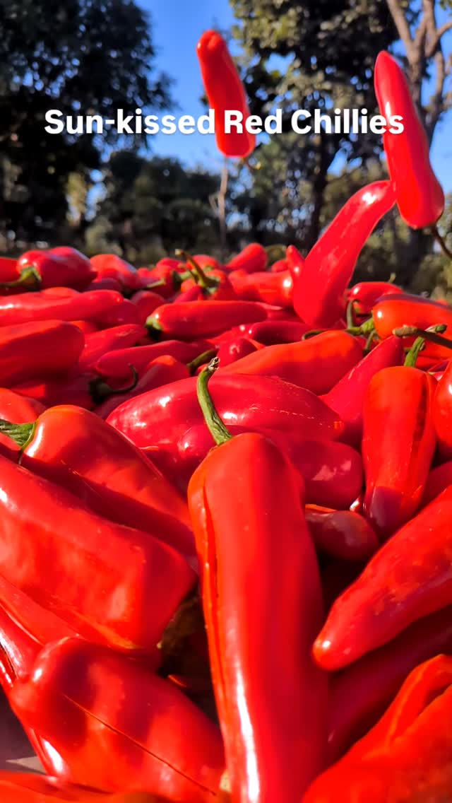 Something we’ve been waiting for 🫰
Something hot for these chilli winters is coming 🌶️
#langhavalley #preservativefree #handmadepickles #redchillipickle