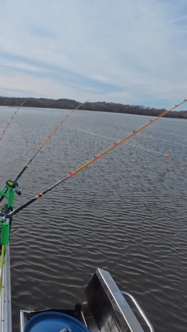 Trophy catfish crushes planer board #fishing #virginiafishing #catfishing #riverfishing @catchthefever_outdoors @alphaboardz @smackdown_catfishing @4reel_fishing_llc @midatlanticcatfishco @goobertimeguideservice
