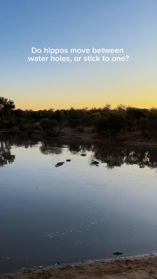 One of those great game-drive questions came up recently:
“Do hippos move between waterholes, or do they stick to one?”
Tiaan explains that hippos are very territorial. A waterhole is home base, and moving to another usually means running into competitors they’d rather avoid. They might wander further out at night to graze, but they almost always head back to the same waterhole by morning.
Got a bush question you’ve always wondered about?
Drop it in the comments and we’ll ask our Rangers.
#safari #africansafari #wildlifeofsa #wildlifesafari #wildlifeofinstagram
krugernationalpark thornybushgamereserve luxurysafari luxurysafarilodge travelsouthafrica southafricasafari big5 conservation thisissouthafrica soulful_moments wildlife