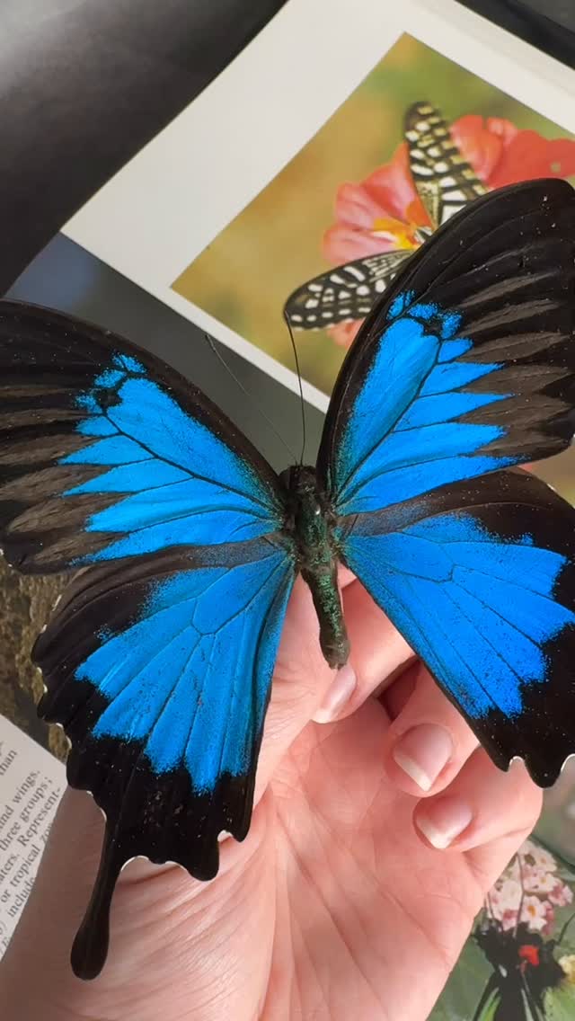 Close up of Mountain Swallowtail (Papilio Ulysses). Look at those fluffy wings! 🦋
#naturalhistory #entomologyart #butterflyframe #butterfly #natureart
