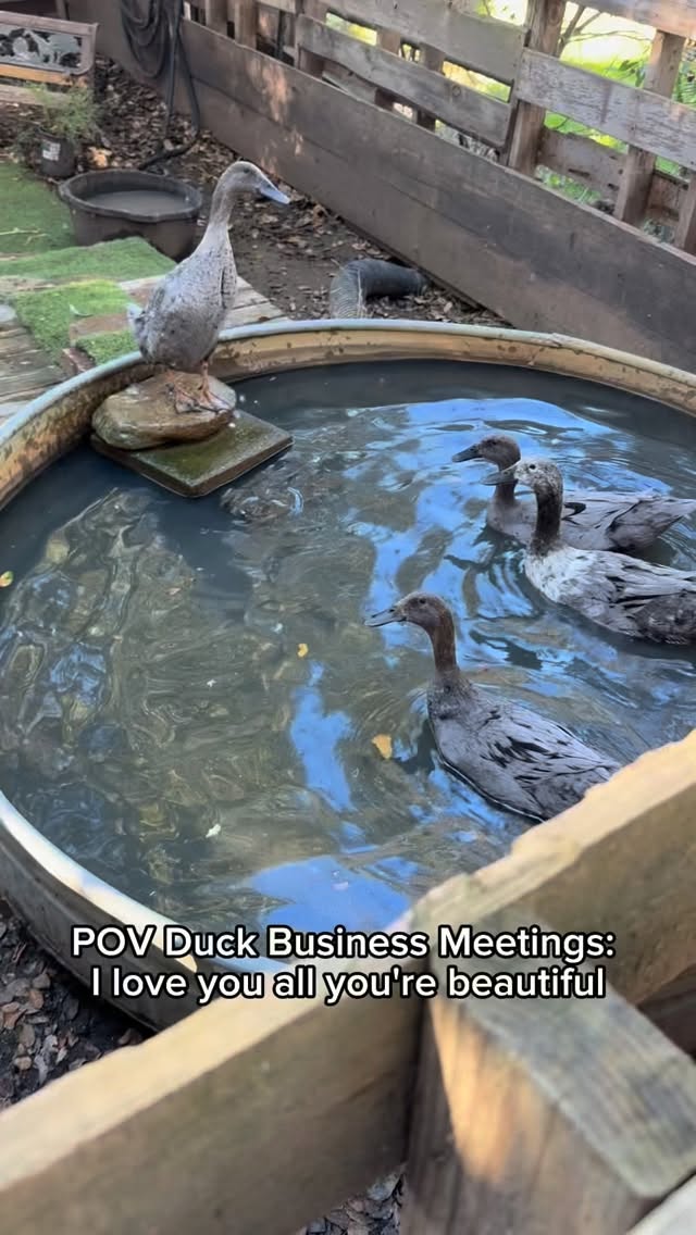 Have you ever attended a Duck Business Meeting?? Some serious stuff going on 😁😂
#ducksofinstagram #businessmeeting #ducksgoneviral #ranchlife