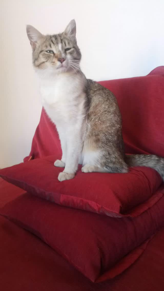 Licata der Erste
Die Katzenbande l