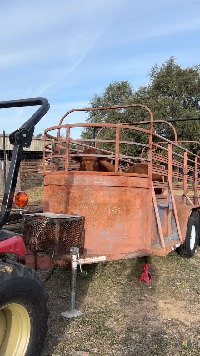 It’s always sad to send our cattle off to the butcher. One thing we do to ensure each animal’s life is as low-stress as possible is to get them accustomed to getting in and out of our trailer. That way, there isn’t the added stress of a foreign trailer on butcher day. Eating meat is a choice we make; a gift we receive from a sacrifice the cattle do not choose. We feel it’s our responsibility to give them the best lives possible.