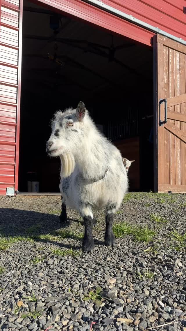 Finally enjoying some sunshine around here 🐐🌤️
Ft. Hanson Hideaway BV Dots 3*M VEEV 89 “Dottie”
#sunshine #dairygoat #homestead #nigeriandwarfgoat #farmlife