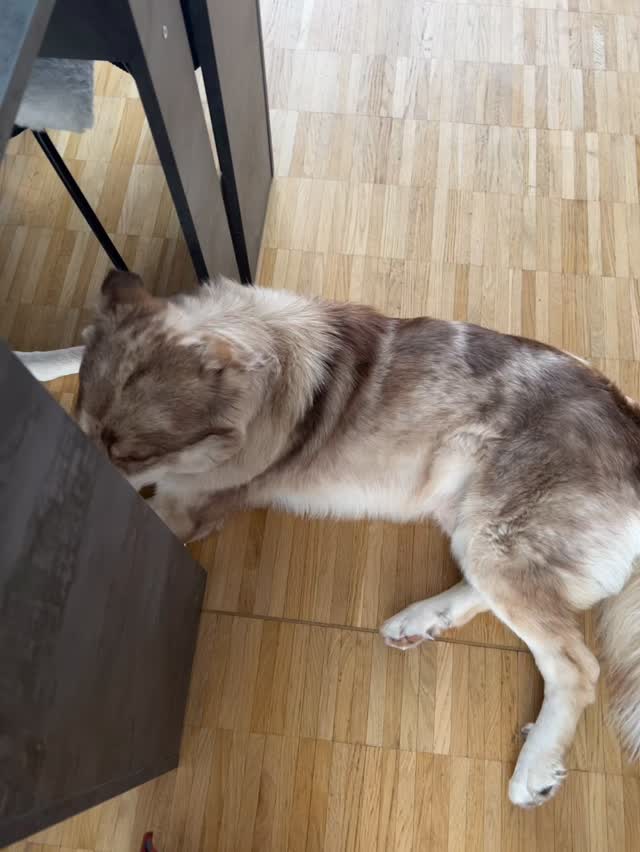 Was heisst Dogsitting? Etwas spazieren und zu Hause kuscheln? Nein, es gehört viel mehr dazu. Klare Grenzen, strukturierter Tagesablauf und eine gute Führung. Bei uns zu Hause ist eine Ort der Ruhe, ein Ort zum schlafe oder ruhen. Den es ist so wichtig, dass die Hunde genügend Ruhe haben. Damit Sie, wenn wir spazieren gehen, wieder Energie haben, um sich zu konzentrieren und zu lernen. #dogsitting #calm #love