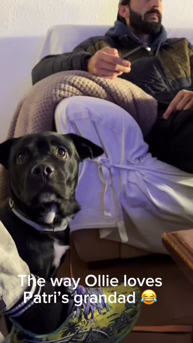 Convinced Ollie would switch houses if given the option!