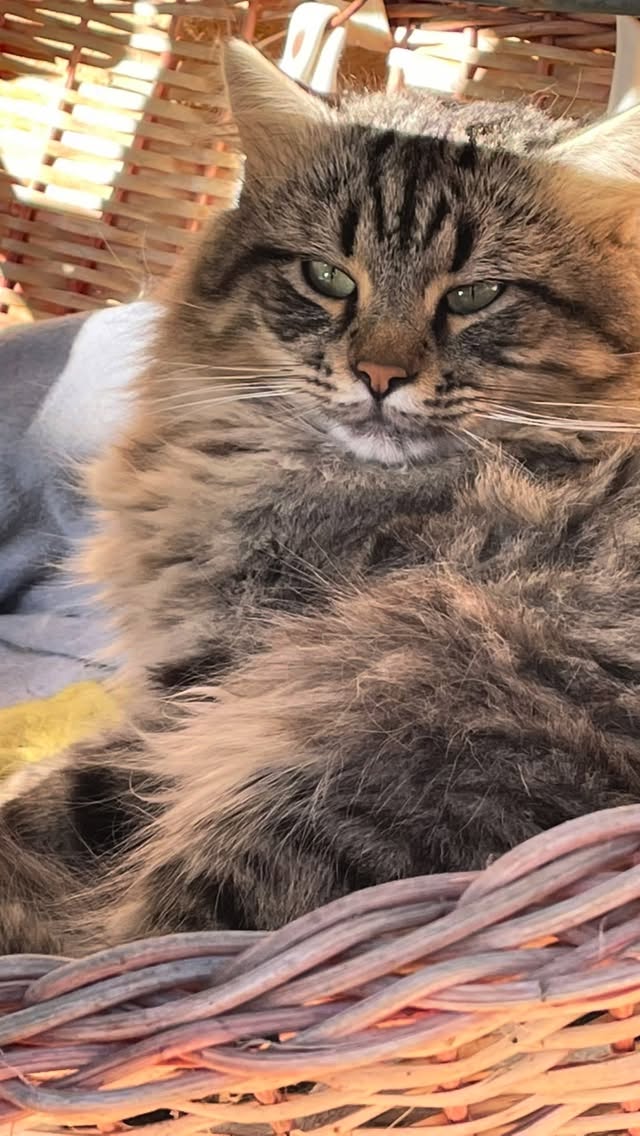 Cefalu alias Chefi 🐈
Die Katzenbande Vlll