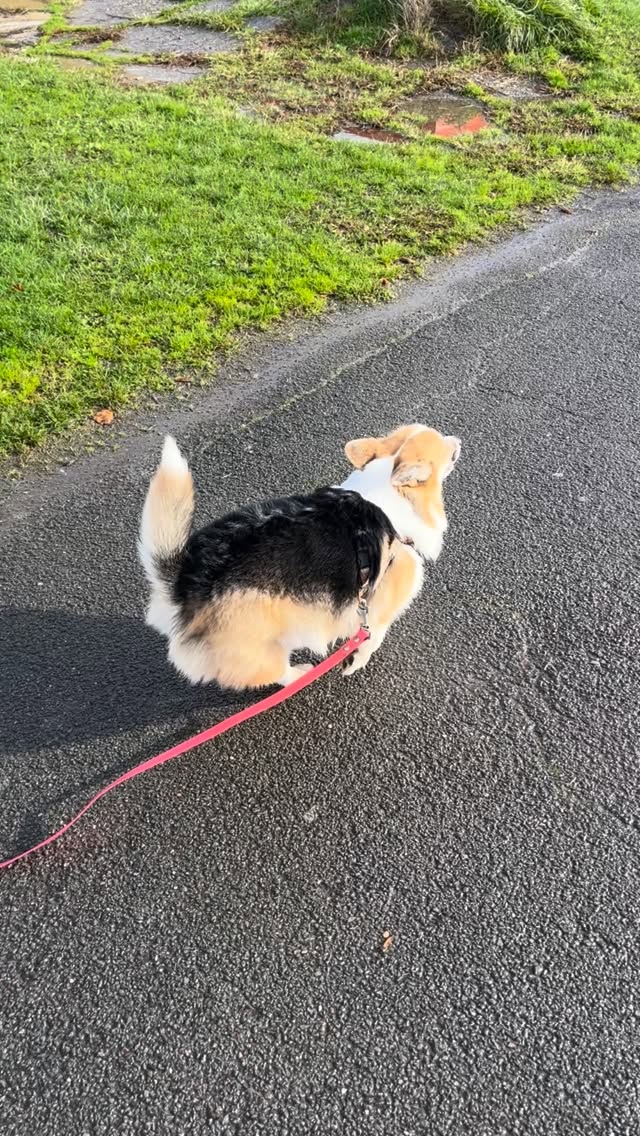 On s’en fout de la pluie quand on a des copains et un environnement stimulant 🐕🌊🌈⛈️
⭐️ Starring : Kiwi 🥝 et Ciboulette 🌿
••••
#bordeaux #begles #lacdebegles #beglesmaville #lac #lake #talence #villenavedornon #floirac #nansouty #saintgenes #chien #dog #monchien #monchiendamour #monchienadore #dogs #dogsofinstagram #doggo #balade #baladechien #baladedujour #randonnée #hike #hiking #doghiking #dogwalk #dogwalking #dogwalkersofinstagram