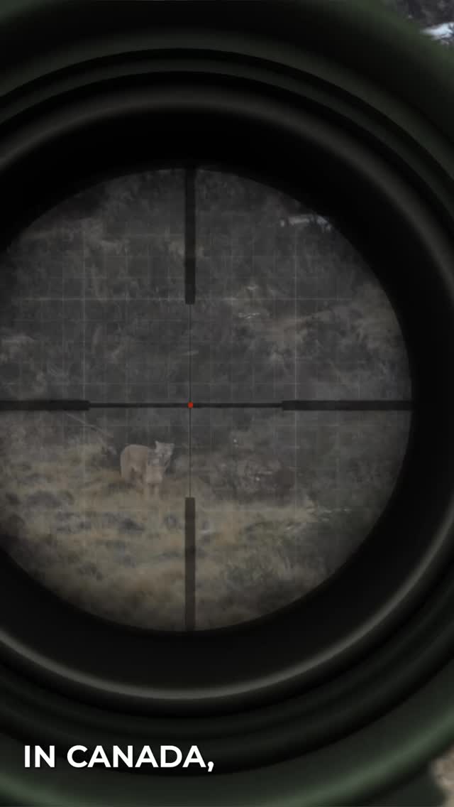 Today is a very special day.
We are heading to #torresdelpainenationalpark to film part of our #pümakalfündocumentary to help to protect cougar of hunting in Canada.
For any services that you book with @pixelpumas we are supporting this documentary.
In Canada, the puma is not fading with time.
It is fading by choice.
Not by nature…
but by decisions made far from the wild.
Hunting quotas rise without clear science.
Mothers are taken.
Cubs are left behind.
And the forest stays silent…
but silence does not mean balance.
The puma is not a threat.
It is a guardian.
It shapes the land,
controls the unseen,
and keeps the rhythm of life in motion.
Remove the puma,
and the system breaks.
Slowly. Quietly.
Until the damage can no longer be undone.
That is why Puma Kalfun was born.
A documentary to reveal what is happening.
To listen to science.
To amplify conservation.
To protect what cannot speak for itself.
Saving the puma
is not about one species.
It is about preserving balance,
before balance disappears forever.
Every service at Pixel Pumas supports this fight.
Every image helps protect their life.
Stand with the wild.
Choose to care.
Protect the puma…
before it’s no longer there. #documentary #conservation #nikonz9 big thanks to @gastonbarrf for the amazing work and support with the footage. We highly recommend him for wildlife photography and expeditions.
Thanks to everyone who helped us to make this possible.