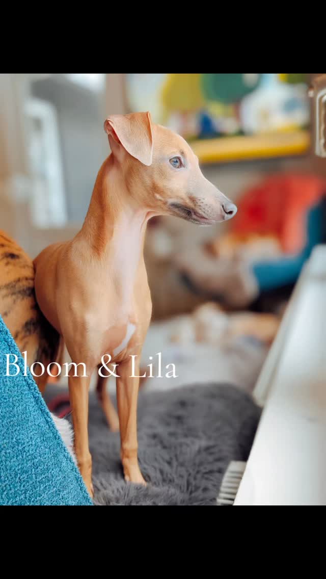 Bloom & Lila
Windspiel & Whippet 💓🍀
https://italiangreyhound.breedarchive.com/animal/view/bloom-bella-bambini-4edb7e6a-d7e5-4216-b490-37e4c7590ca9
https://whippet.breedarchive.com/animal/view/pietra-of-trefilio-under-the-sea-934fab54-7fcc-4ce9-b351-6ac3e078903b
#italiangreyhound #whippet