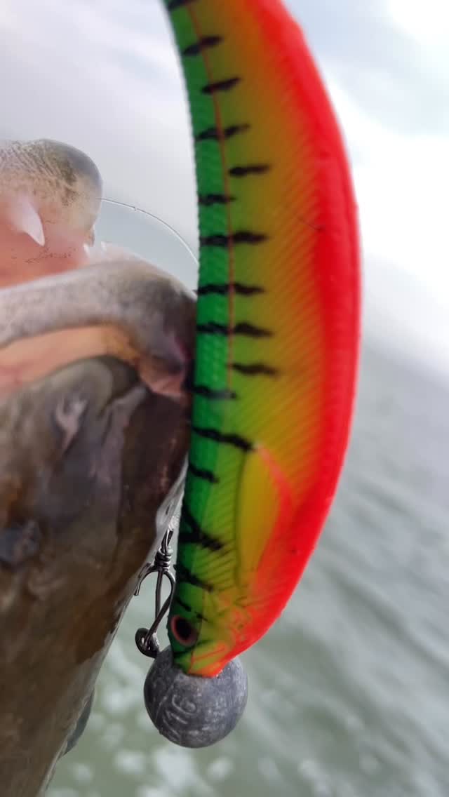 It’s FINALLY time again! Damn that freezing period felt like a year!
#fishingguidenetherlands #zander #catchandrelease #angeln