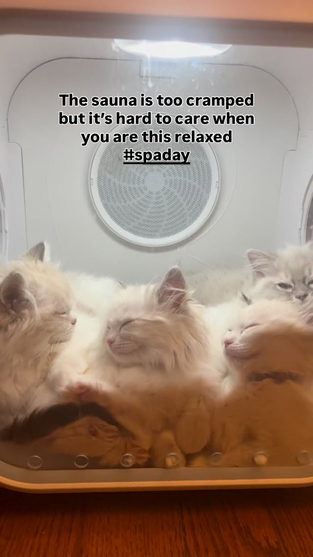 Who won’t fall asleep after a mani-pedi, warm bubble bath and relaxing sauna 🧖🏻♀️
𓋭𓋭𓋭𓋭𓋭𓋭𓋭𓋭𓋭𓋭𓋭𓋭𓋭
Please visit our website for kittens inquiries.
Link in bio.
𓋭𓋭𓋭𓋭𓋭𓋭𓋭𓋭𓋭𓋭𓋭𓋭𓋭
#ラグドール