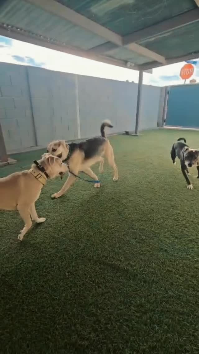 Ghost 👻 is back in the game! Weekly playdates are a go, and he's already buddies with Blue and loving the yard runs with Misfit!
#abetterpetdogtraining #dogplaydate #lasvegasdogtrainer #dogsoflasvegas #dogreels