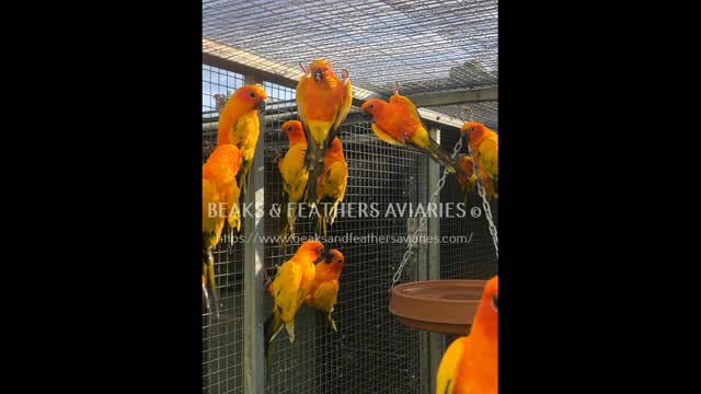 Out and about with some of our Sun Conures
All-natural diet, they have never seen a commercial formulated pellet ever
https://www.beaksandfeathersaviaries.com/
#piedsunconure
#recessivepiedsunconures
#yellowsunconure