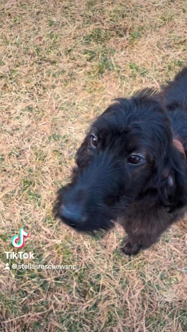 To everyone who guessed the breed of our new girl, you were wrong 😂 It’s okay, we’ve never seen or heard of one either.
Anyway, what do you get when you cross a Poodle and a Blood Hound? This. Apparently. A “Bloodle”. And she is SUPER cute 🥰 #bloodhound #poodle
#bloodle #rescuedog #adoptdontshop (thanks for always critter wrangling @fcstevens 😂)