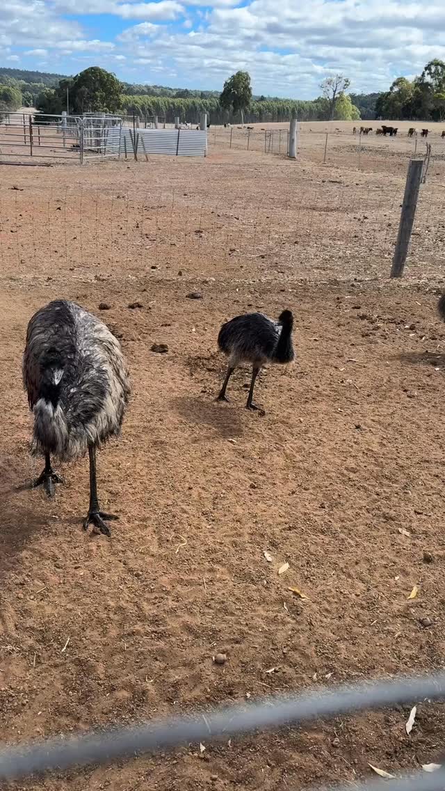 Emu shower time with Eddy and his baby Emu’s
#wildinourheart #farmstay #southwestwa #tourismwa #emu