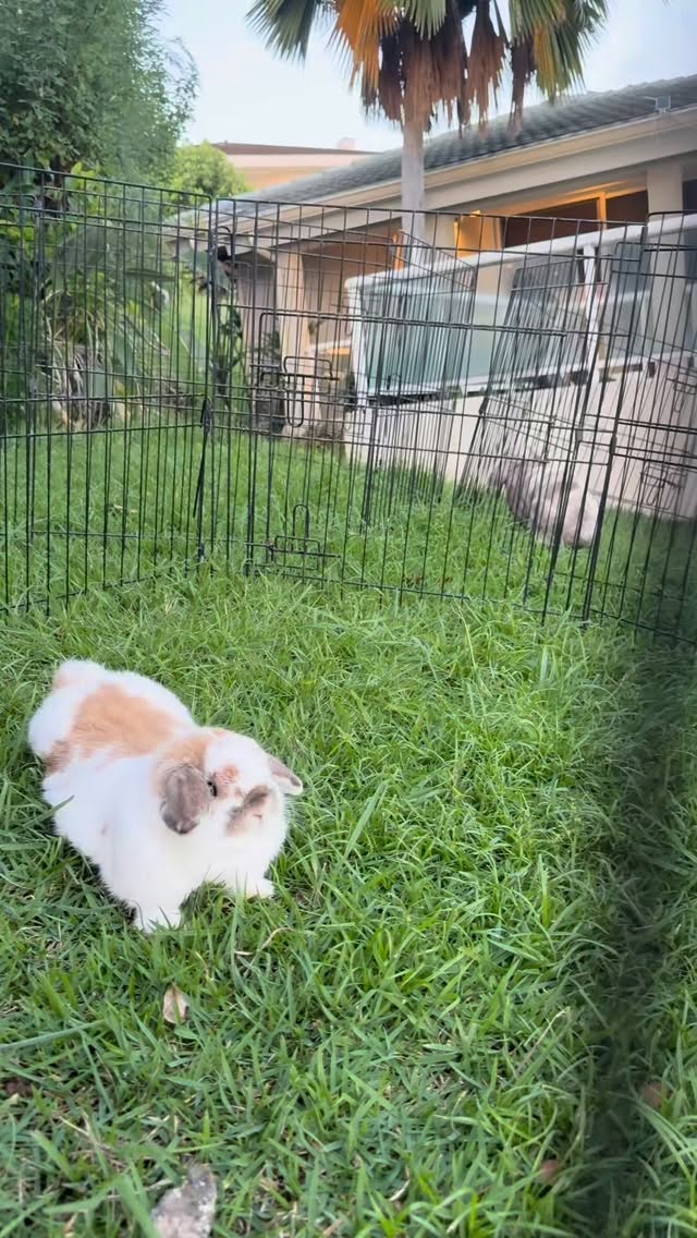 Theo is a whole mood 🥹🍞
Visit our website www.hollandlopshawaii.com for more info🤍
#hollandlop #hawaii #oahu #luckywelivehawaii #hollandlopbreeder