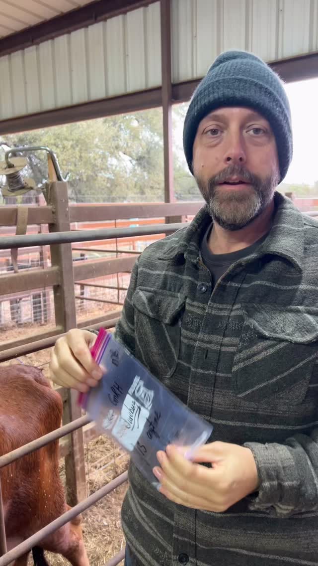 Ever wonder how small homesteads breed cattle? On small acreages, keeping a bull on hand is impractical.
This is where artificial insemination comes in. Watch Jason give Junebug her a shot to stimulate ovulation, preparing her for artificial insemination, and watch Jason explain what the process is like