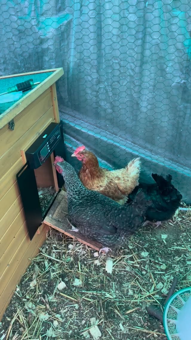 We treated the girls to a new automatic door! Well I say that, we are actually treating ourselves to a lie in at the weekends 𤣠#chickenspam #chickens #chickensofig