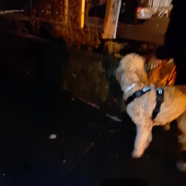 What an amazing night in #wilmslow with three fabulous teams all at different stages of their #mantrailing journeys.
Team Loki haven't trailed for a while but big lad Loki showed that our dogs don't forget. Loki has only a 'full speed ahead' setting, so we put in lots of twists and turns to engage his brain. Confident decision-making meant this team's runner wasn't out too long. A lovely #pettrail finished a great evening for this team. Well done Team Loki ๐ ๐ ๐
Team Nell were last in Wilmslow for our Christmas trail and despite a busy day, Nell made lovely, thoughtful choices seeking her first ever split runner. A super trail from this team followed by a lovely pet trail to complete the evening. Great job Team Nell ๐ ๐ ๐
Finally it was a great pleasure to introduce Team Chimney who not only have the best team name ever but also tackled their first trails in the scary darkness. Chimney may be a little wary of some but found lots of confidence to get his reward and did great nosework to find his people. Well done Team Chimney, a great start ๐ ๐ ๐
Night-time, urban environments create great challenges for our dogs, but they all took it in their stride.
There's limited night time availability and other daytime sessions too... check out www.dogtrailing.co.uk/book to find a #mantrailing session suitable for any dog (as long as they have a nose).