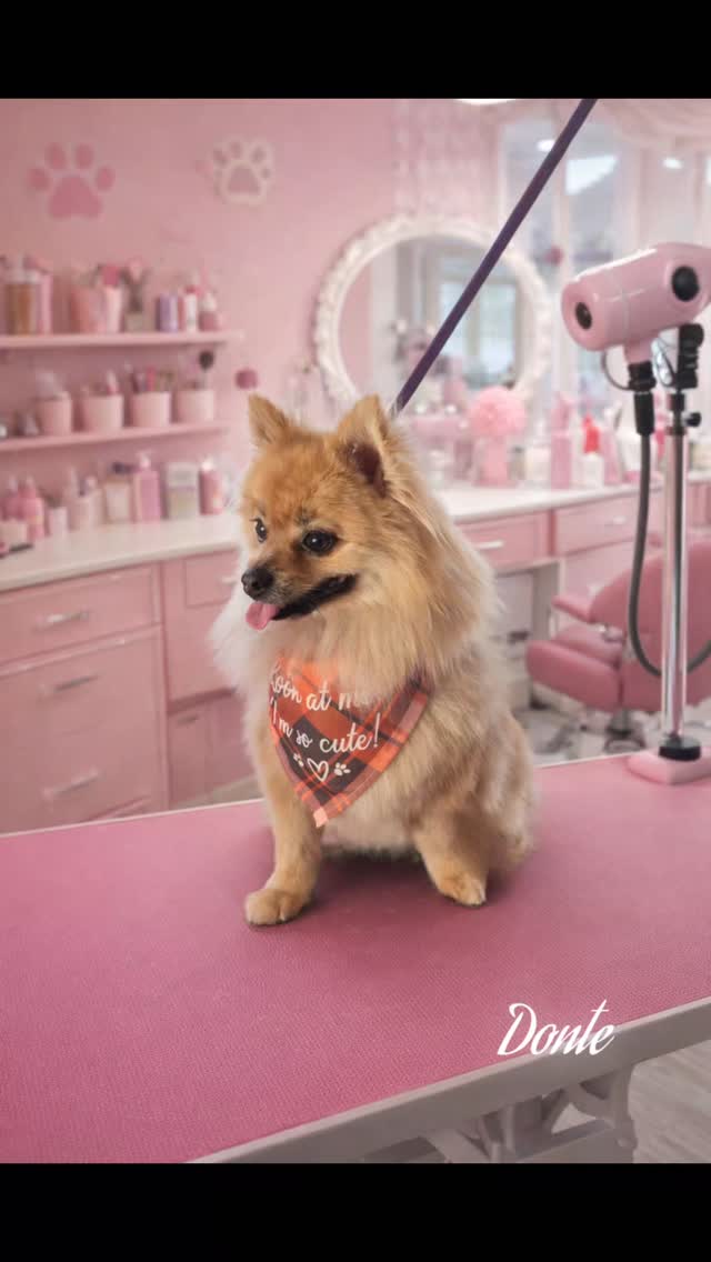 Donte feeling handsome after his groom❤️.
#lapuente #whittier #lahabraheights #pomeranian #hacienda