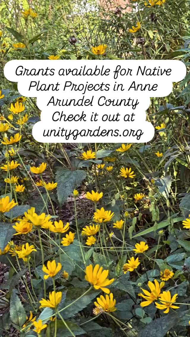 Info sessions this weekend! #nativesofannearundel