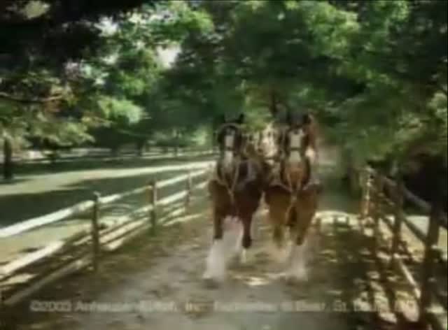 Year of the Fire Horse: bold action, transformation, and big main-character energy. 🔥
This donkey understood the assignment. 😂
Resolution: walk in like you belong. ✨
🎥 @budweiserusa
#yearofthehorse #firehorse #horsebud #clydesdale #budweiser