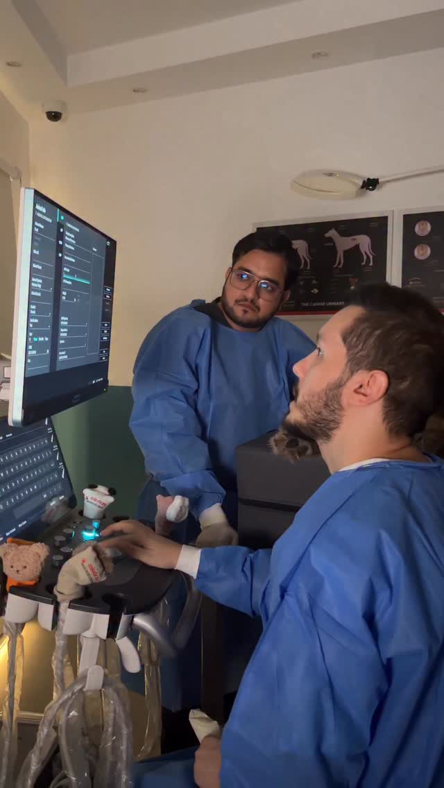 making animals feel okay 🩵
@mikesvetdxb