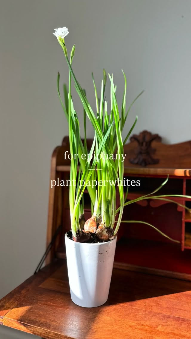 An Epiphany tradition - planting paperwhites.
As we move through the season of Epiphany with its themes of revelation and growth, a beautiful way to mark and move through the time is by planting paperwhites.
Planting paperwhites is a quiet, contemplative activity, a way to pause and reflect on God’s ongoing work in our lives. It is also a wonderful opportunity to involve children, teaching them through hands-on experience about spiritual growth and the beauty of creation.
🌿Comment “paperwhites” for my full post + links + instructions.
.
.
.
.
.
#paperwhites #plantingpaperwhites #epiphany #liturgicalliving #liturgicalhome #livingliturgically #domesticchurch #christianhome #christianfamily #christianliving