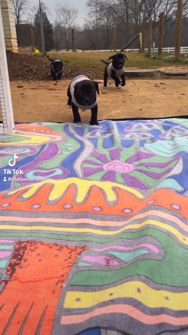 Yes, when you rescue one of these precious poopies the adoption fee includes a tiny sweater made from fuzzy socks,. #adoptdontshop #rescue #puppy #DIY #takeflight