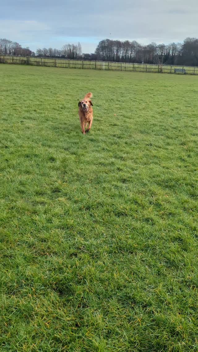Nala loves a ball, but Dog guardians are advised against using a tennis ball to mindlessly exercise their dogs, why? It can create physical and mental issues. So how can you healthily use a ball in your dogs walk? Let Nala show you.
Usually she has her sister to play with, but while Nina is on paw rest, I use the ball to:
- Play fetch, by throwing, limiting throws to 3-5 a go.
- she loves a massage.
- Fetch by kicking, limit kicks to when they are out of the way!
- more massage... Obvs
- Hiding the ball so she can 'find it', helps prevent reckless running, and exercises her brain.
- Letting her Hold it while walking, don't allow chewing as it's a tennis ball and the fuzz is very abrasive on the teeth, but gently holding it, and walking around with it, is part of the game!
How does your dog use their ball?